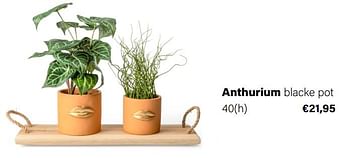 Aanbiedingen Anthurium blacke pot - Huismerk - Multi Bazar - Geldig van 21/03/2022 tot 05/06/2022 bij Multi Bazar