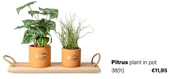 Aanbiedingen Pitrus plant in pot - Huismerk - Multi Bazar - Geldig van 21/03/2022 tot 05/06/2022 bij Multi Bazar