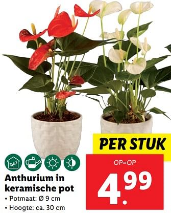 Aanbiedingen Anthurium in keramische pot - Huismerk - Lidl - Geldig van 20/02/2023 tot 26/02/2023 bij Lidl