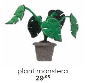 Aanbiedingen Plant monstera - Huismerk - Baby &amp; Tiener Megastore - Geldig van 26/02/2023 tot 11/03/2023 bij Baby & Tiener Megastore