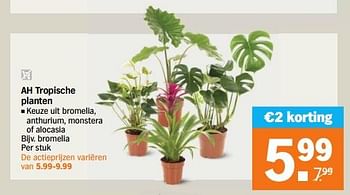 Aanbiedingen Ah tropische planten bromelia - Huismerk - Albert Heijn - Geldig van 04/09/2023 tot 10/09/2023 bij Albert Heijn