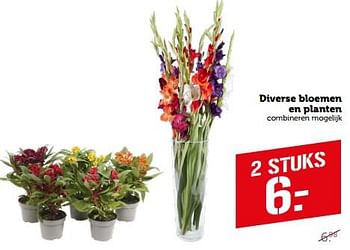 Aanbiedingen Diverse bloemen en planten - Huismerk - Coop - Geldig van 04/09/2023 tot 10/09/2023 bij Coop