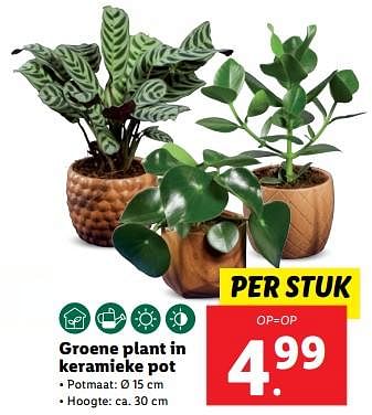 Aanbiedingen Groene plant in keramieke pot - Huismerk - Lidl - Geldig van 04/09/2023 tot 10/09/2023 bij Lidl