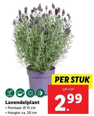 Aanbiedingen Lavendelplant - Huismerk - Lidl - Geldig van 04/09/2023 tot 10/09/2023 bij Lidl