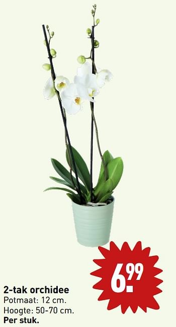 Aanbiedingen 2-tak orchidee - Huismerk - Aldi - Geldig van 04/09/2023 tot 10/09/2023 bij Aldi
