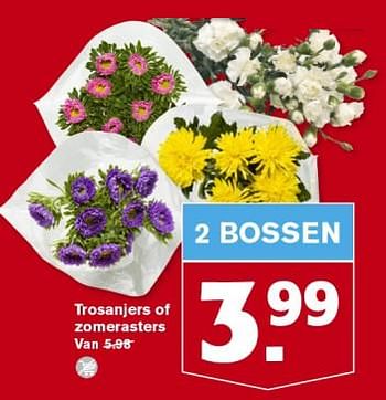 Aanbiedingen Trosanjers of zomerasters - Huismerk - Hoogvliet - Geldig van 06/09/2023 tot 12/09/2023 bij Hoogvliet