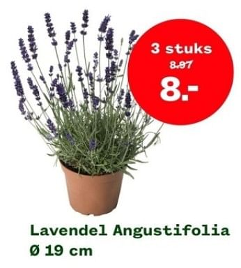 Aanbiedingen Lavendel angustifolia - Huismerk - Welkoop - Geldig van 04/09/2023 tot 24/09/2023 bij Welkoop