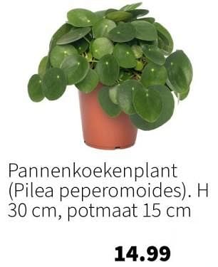 Aanbiedingen Pannenkoekenplant - Huismerk - Intratuin - Geldig van 11/09/2023 tot 17/09/2023 bij Intratuin