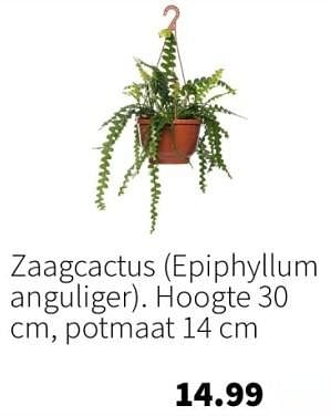 Aanbiedingen Zaagcactus - Huismerk - Intratuin - Geldig van 11/09/2023 tot 17/09/2023 bij Intratuin