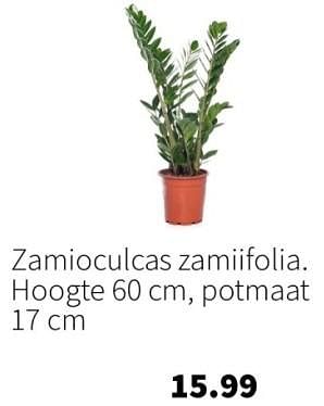 Aanbiedingen Zamioculcas zamiifolia - Huismerk - Intratuin - Geldig van 11/09/2023 tot 17/09/2023 bij Intratuin