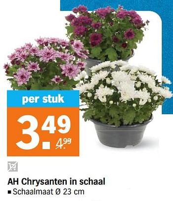 Aanbiedingen Ah chrysanten in schaal - Huismerk - Albert Heijn - Geldig van 11/09/2023 tot 17/09/2023 bij Albert Heijn