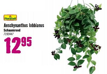 Aanbiedingen Aeschynanthus lobbianus schaamrood - FloraSelf - Geldig van 28/08/2023 tot 01/10/2023 bij Hornbach