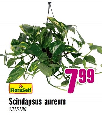 Aanbiedingen Scindapsus aureum - FloraSelf - Geldig van 28/08/2023 tot 01/10/2023 bij Hornbach